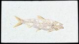 Knightia Fossil Fish - Wyoming #55314-1
